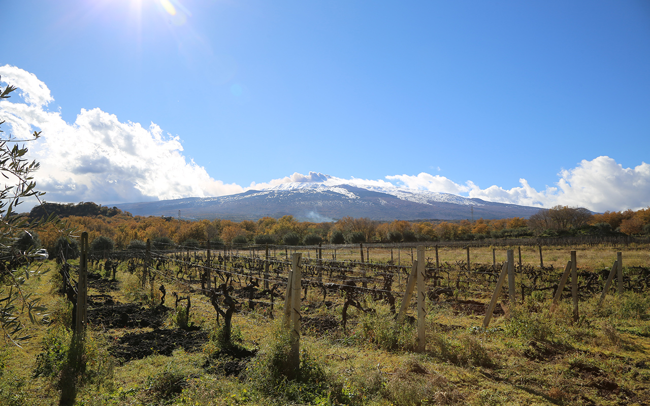 I vini della Sicilia